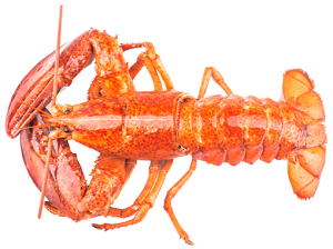 Noorse kreeft