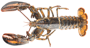Gegrilde kreeft
