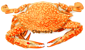 Gekruide krabpoten